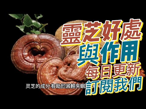 EP 200 靈芝（Reishi Mushroom）的好處與作用 改善睡眠 抗壓力和焦慮