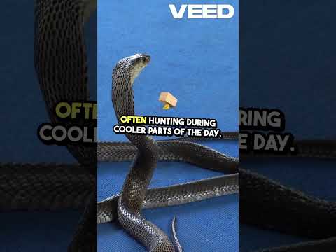 Chinese Cobra  Nature's Deadly Beauty!  #animalshorts #animals #facts #wildlife