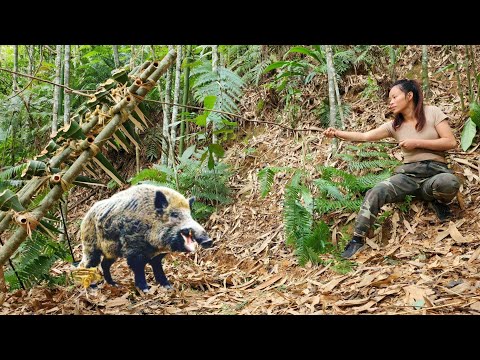 Set To Trap Wild Boar And Survive In The Green Forest / Bushcraft survival