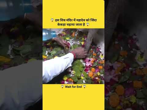 😱 इस शिव मंदिर में महादेव को जिंदा केकड़ा चढ़ाया जाता है 😱#shorts #viralshorts #like #trending