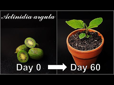 How to grow Kiwi Berry｜Korean Kiwi｜Growing your own Kiwi Fruit｜How to grow #64 Kiwi Berry｜Eng Sub