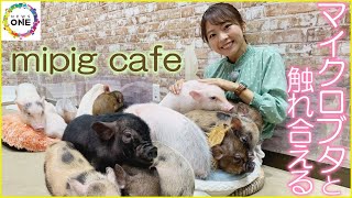 マイクロブタと触れ合える…名古屋・mozoワンダーシティ『mipig cafe』赤ん坊から20kg程のブタまで計20匹