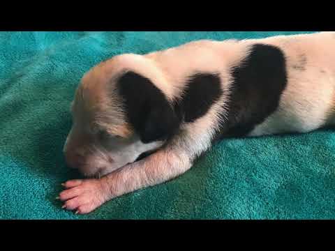 two week old pit bull puppies. second litter