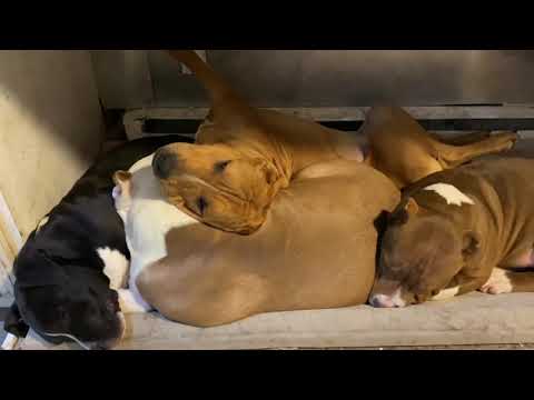 Puppy pile❤️ puppy falls asleep to his brothers soothing breathing. Loud puppy snoring