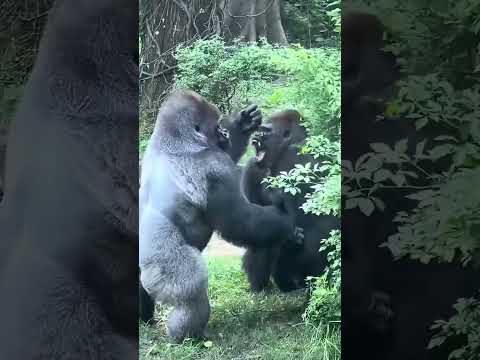 #gorillaconservation #gorilla #bronxzoo #animals #funny