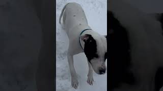 Good Dog! Nasty fall! Lol #wipeout #ftb #doglovers #watchtotheend