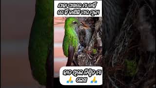 Birds Love❤🌹❤#birds#birdslover#emotional#birdeating#maa#odiasong#food#tree#nest#jayjagannath#hanuman