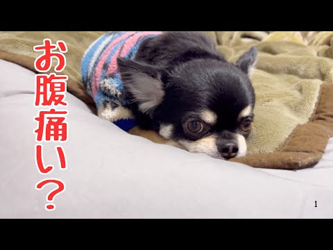 軟便がなかなか治らず不安です#チワワ #犬#下痢