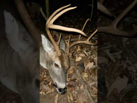 🏹 Found him! 🦌[whitetail buck down] | N1 Outdoors #archery #bowhunting #whitetail