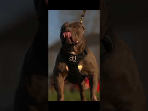 #wolf vs doberman vs american pitbull vs rotweiler vs pitbull#shortvideo #viral