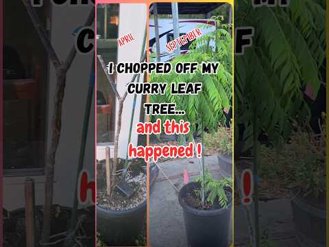 Why you should TOP your CURRY LEAF PLANT (and other young fruit trees)!