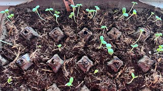 Starting Zinnia from seed-use what you have at home- grow Wild flowers inside 🌸🐝