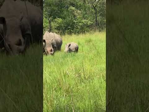 Ziwa Rhino Sanctuary.  #RhinoLove #ZiwaRhinoSanctuary #RhinoFamily #MotherAndBaby