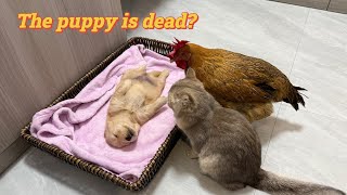 Suspecting that the golden retriever puppy is dead, the kitten and the hen are very anxious!so funny