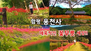 함평 용천사의 매혹적인 붉은 꽃무릇 세상 - 9월 중순에 가봐야할 국내 최대 꽃무릇 명소