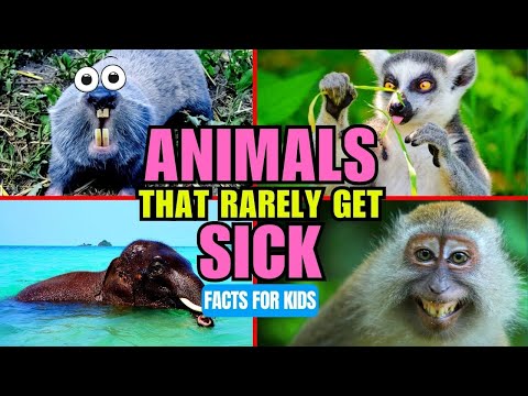 Top 10 Animals That Rarely Get Sick - Facts for Kid