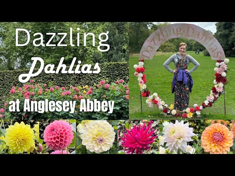 Every DAZZLING DAHLIA at Anglesey Abbey 2024!