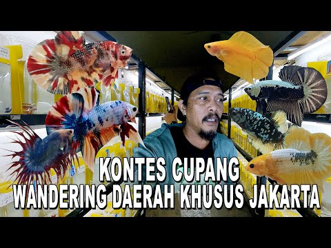 KONTES CUPANG WANDERING DAERAH KHUSUS JAKARTA