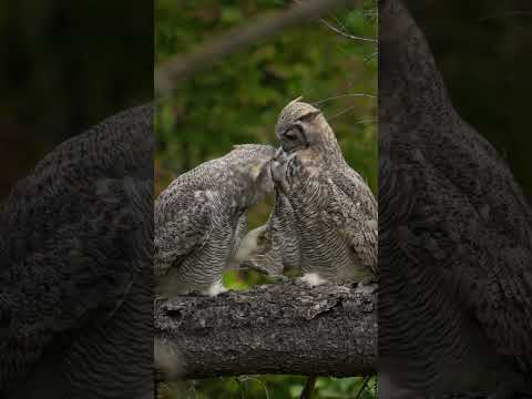 "The Magic of Owl Love: A Beautiful Bond in Nature" #junglelife #wildlife #junglewildlife