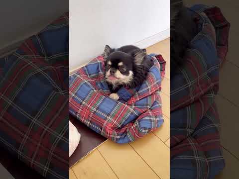 カバンがあればどれにでも入ろうとするブラックタンチワワの麦#shorts #チワワ #dog #癒し #cutedogs #funnydogs