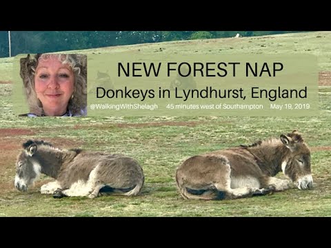 Nap time for New Forest #donkeys #donkey #newforest #animals #nap #naptime #nature #lyndhurst