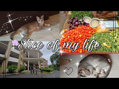 -Slice of Life 🎀 |Living alone🌻|Grocery Shopping| College life|