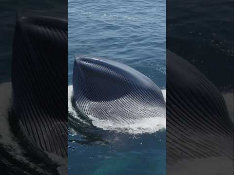 A Blue Whale can expand its mouth wide enough to take in over 90 tonnes of food and water! #viral