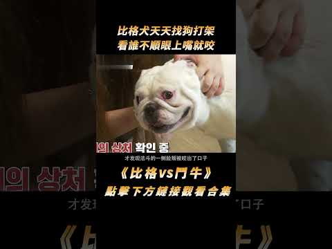 比格犬天天找狗打架，看誰不順眼上嘴就咬，沒想問題出在主人身上#shorts