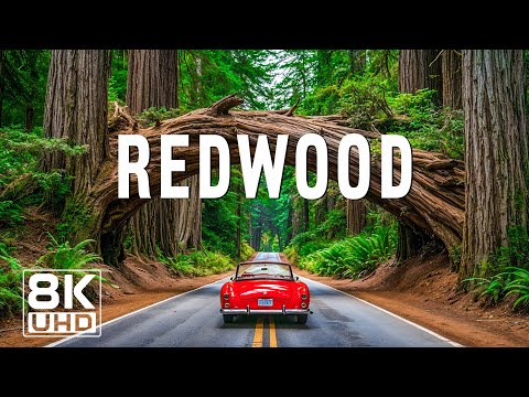 Redwood 8K UHD – A Timeless Forest of Wonder and Adventure