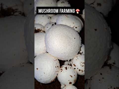 Button mushroom farming Grow after caseing 50 bags Compost #shorts