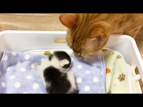 赤ちゃん猫の存在に気づいた先住猫