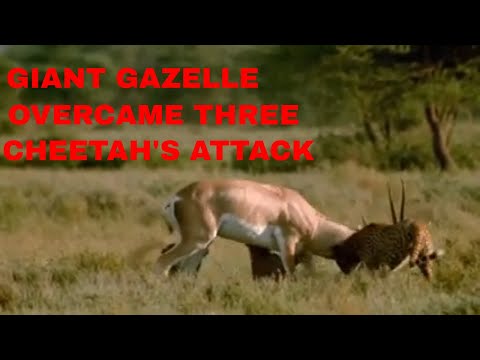 Giant Gazelle Overcame Three Cheetahs Attack/Animal Attack Video