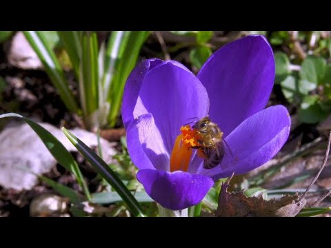 Honey bees taking nectar from flowers  🐝|Watch full video