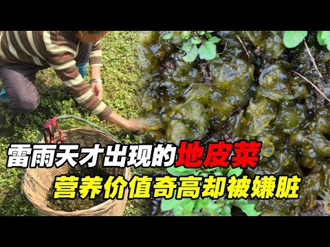 雷雨天才会出现的植物，农村俗称“雷公屎”，营养价值竟奇高