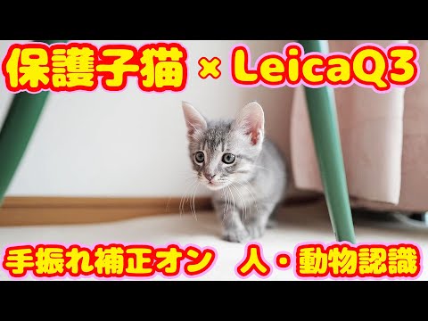 めっちゃ暴れまわる保護子猫をLeicaQ3で手持ち撮影 手振れ補正オン AF→人・動物認識