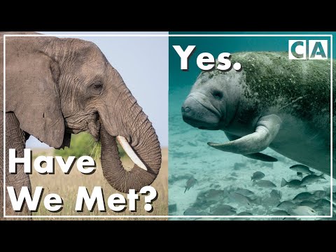 Animals You Might Not Know are Related