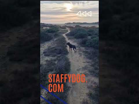 Staffy At The Beach