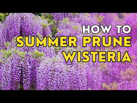 How to summer prune a wisteria (beginner's guide)