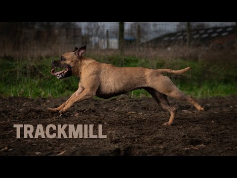 Sporting with Staffords - 10 Minute Trackmill Session