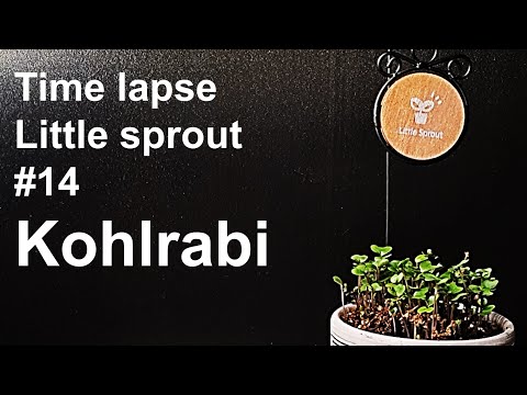 Growing Kohlrabi Sprouts｜콜라비싹 키우기 [Time lapse｜Little sprout #14] コルラビ