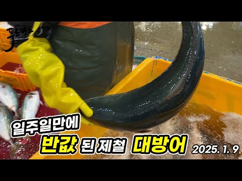 좀 만기다릴걸.. 그 비싸던 🦈방어가 일주일만에 반값이 ...How much? 1월 9일  노량진 수산시장