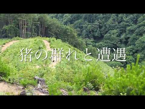 ハイキングで猪ファミリーと遭遇　ウリ坊が速い　Wild boar family and baby boars