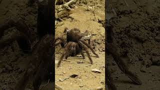 Tarantula Species Spotlight: Discover the Diversity of Amazing Spiders.