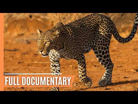 The Ultimate Predator - A Mother's Deadly Hunt in the Serengeti | Full Wildlife Documentary