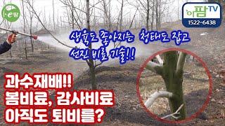 상주 대봉감 재배 기술 감사비료 봄비료의 선택은? 과수에 발생하는 청태 잡는 기술? 기본 원리를 알아야 과수 재배가 쉬워!! 비법 노트 공개!!