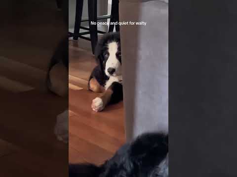 Bernese Mountain Dog Funny Video | Funny Dog Videos