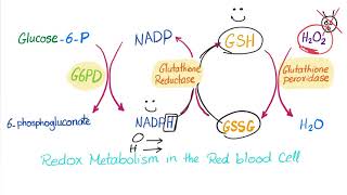 Glucose-6-phosphate Dehydrogenase (G6PD) Enzyme - ROS Scavenger- Biochemistry & Hematology