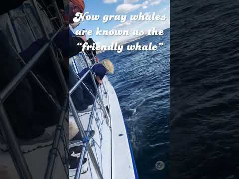 Whale Looks At Us Through Underwater Window #Shorts