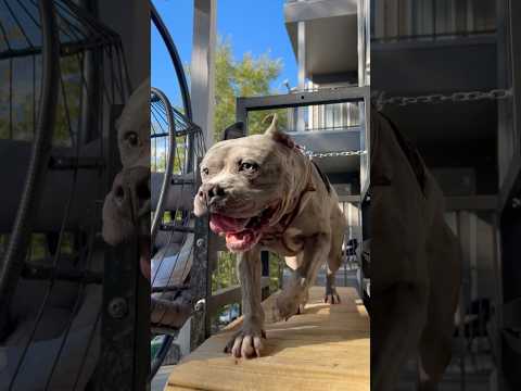 Pup with a Doggy Treadmill #fyp #americanbully #dogtreadmill #shortsviral  #viral #shorts #training