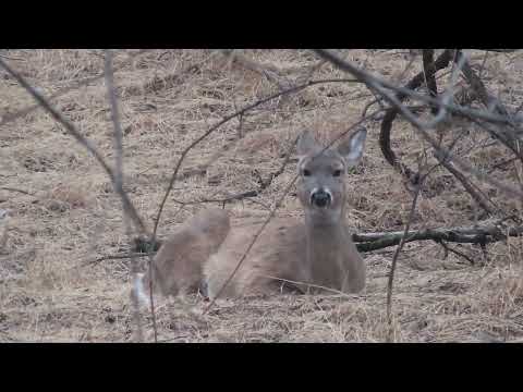 Resting Deer Face